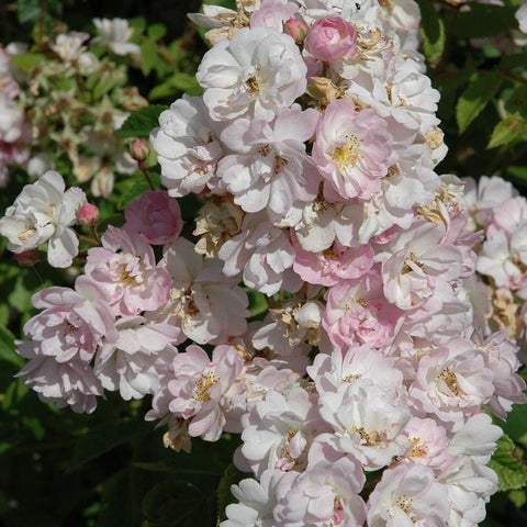 Rose garland with clusters of pale pink and white double blossoms on stems