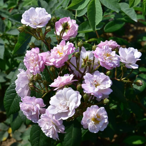Rose garland with light purple and white rose blossoms and green leaves on branches