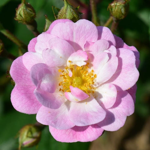 Rose garland close-up of pale pink rose bloom with yellow center and ruffled petals