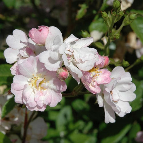Rose garland branch with white and soft pink flowers and budding rose heads