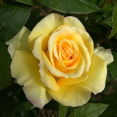 Grosvenor House rose flower in cream with warm yellow center
