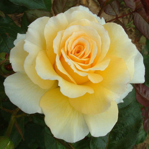 Grosvenor House rose bloom with pale cream petals and subtle yellow center