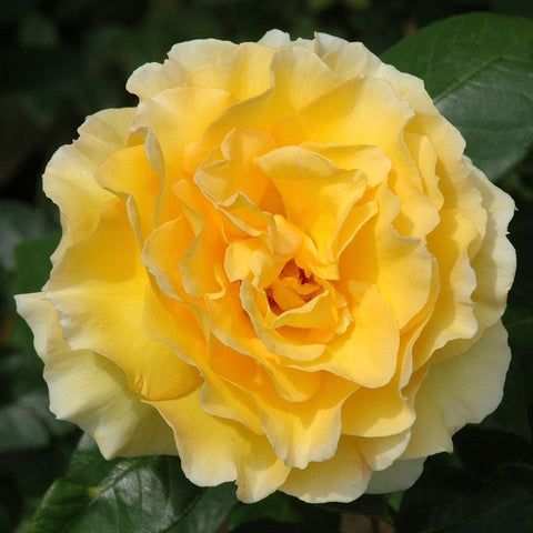 Grosvenor House rose with fluffy pale yellow petals and ruffled layers
