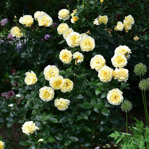 Cluster of Grosvenor House yellow roses with green foliage on stems