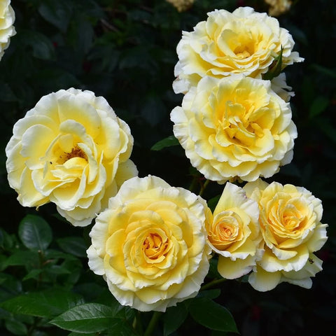Group of Grosvenor House roses in cream and soft yellow tones