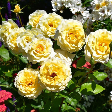 Mixed cream and yellow Grosvenor House roses on green stems and leaves