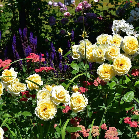 Grosvenor House rose bushes with multiple cream-yellow blooms among green leaves