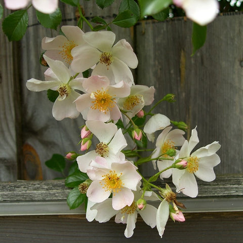 Flowering Grouse shrub branch with pale white blooms, yellow centers, and buds