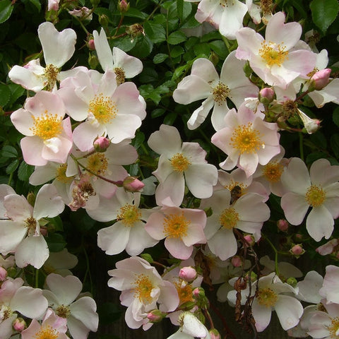 Flowering Grouse shrub with white and pale pink blooms, yellow centers, and buds