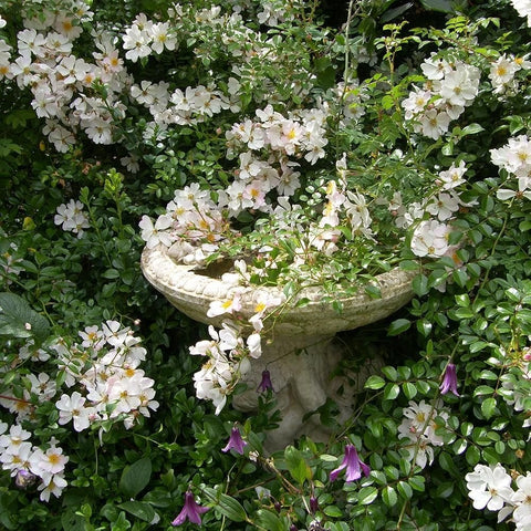 Flowering Grouse shrub with clusters of white blossoms growing from a planter