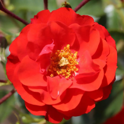 Red rose flower with ruffled petals and yellow stamens