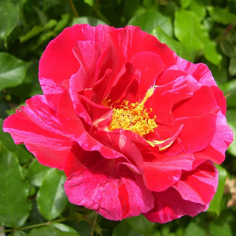 Pink-red rose flower with yellow center stamens and surrounding green leaves