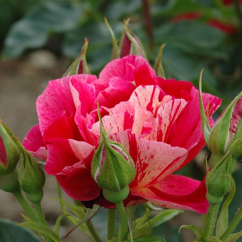 Pink rose buds and open flower on green stems with surrounding foliage