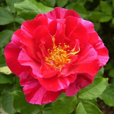 Fuchsia pink rose flower with yellow-gold center stamens and green foliage