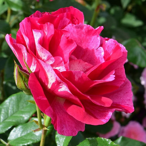 Red rose bloom with layered petals and glossy green leaves on a stem