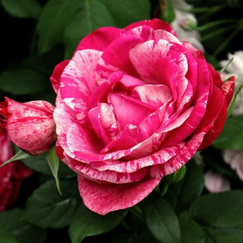 Pink rose flower with tightly layered petals and a cluster of green leaves