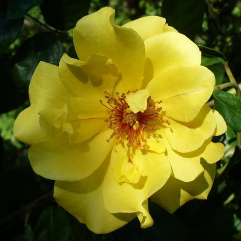 Yellow rose bloom with ruffled petals and red-yellow stamen center