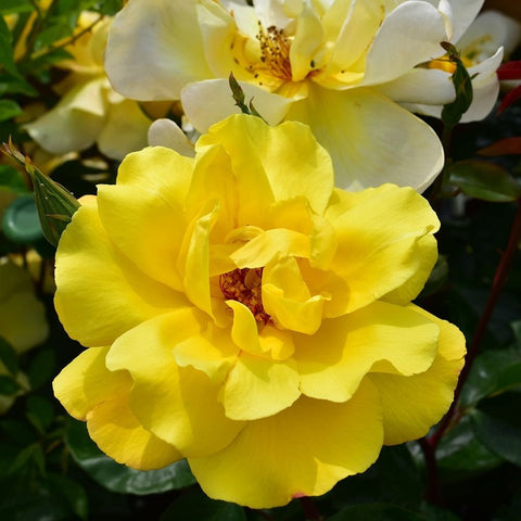 Yellow rose bloom with overlapping petals and visible golden center stamens