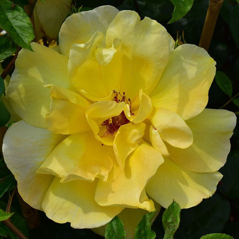 Pale yellow rose bloom with soft petals and small red stamen cluster