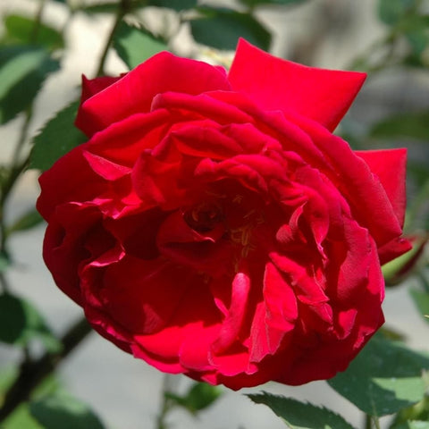 Red rose bloom with layered ruffled petals on green leaves