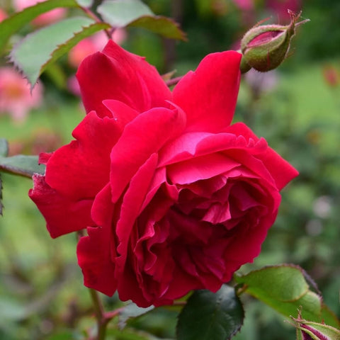 Red rose flowerbud and open bloom with green leaves on stems