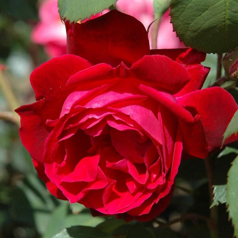 Deep red rose with full rosette petals and surrounding green leaves