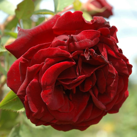 Guinee rose bloom, close-up of deep red double petals