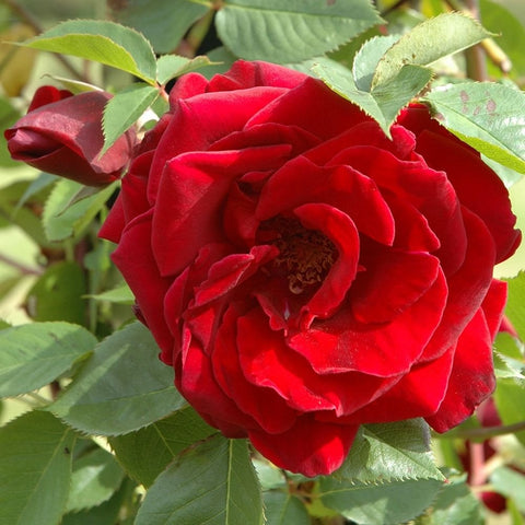 Guinee rose bloom with deep red petals and green leaves