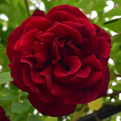 Guinee rose bloom, full face view of deep red ruffled petals