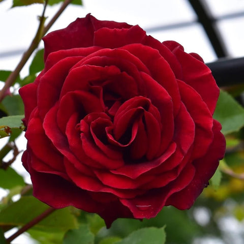 Guinee rose bloom on stem, deep red double petals