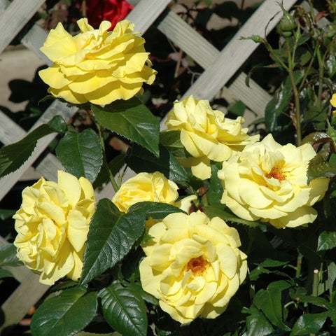 Group of pale yellow rose blossoms on stems with glossy green leaves