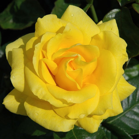 Yellow rose bloom with layered petals and green leaves, close-up