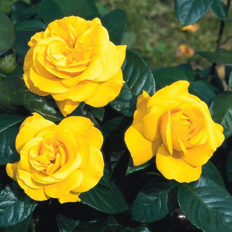 Cluster of three yellow rose blossoms with green leaves