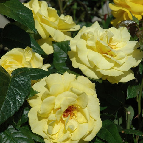 Several pale yellow rose blossoms with textured green leaves