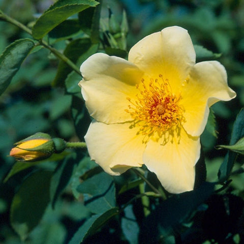 Golden Wings rose flower with pale yellow petals and orange-yellow stamen