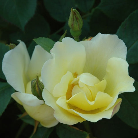 Pale yellow rose bloom with layered petals and small green buds on stems