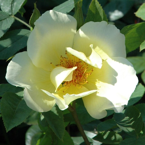 Light yellow rose flowers with ruffled petals and visible orange stamen