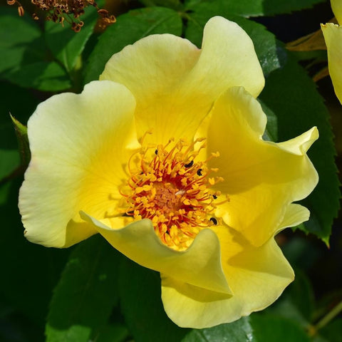 Yellow rose bloom with ruffled petals and bright orange stamen center