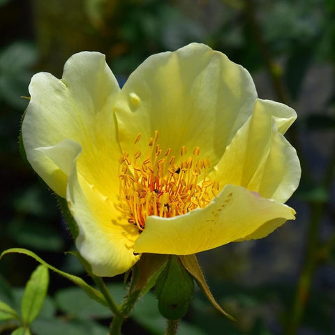Pale yellow rose flower with layered petals and orange stamen