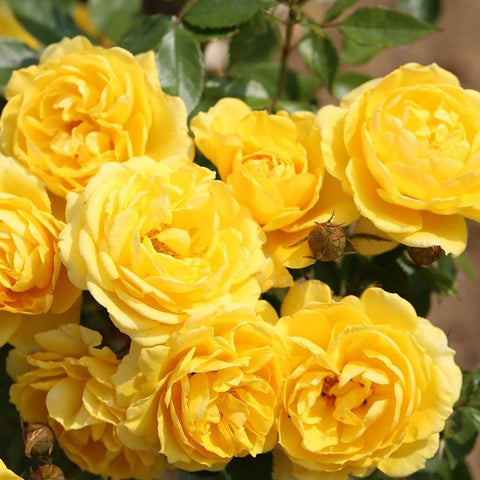Yellow double rose blossoms cluster with green leaves and stems