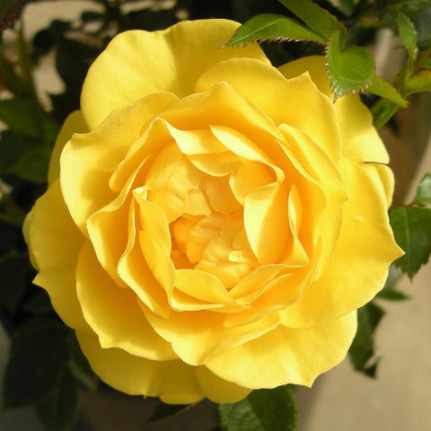Single large yellow rose bloom with layered petals and green leaves