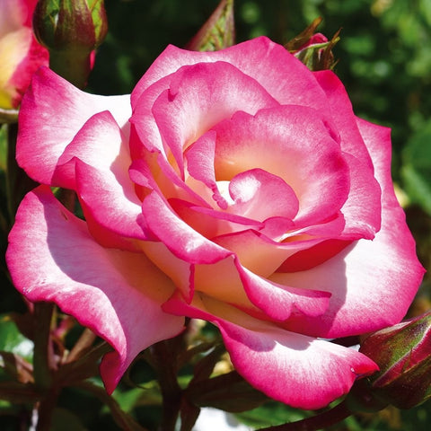 Pink rose bloom with cream center and surrounding unopened buds