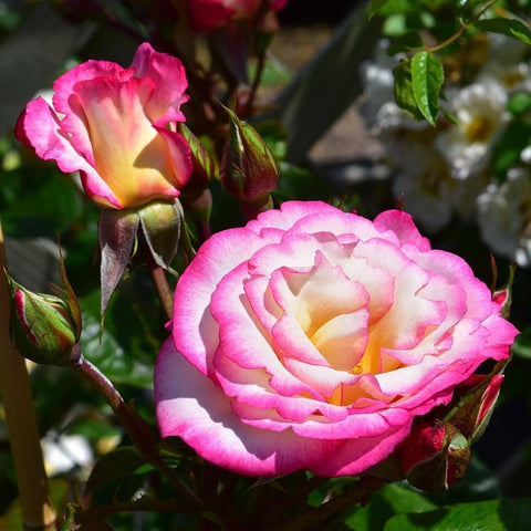 Rose with magenta petals, pale center, and nearby green buds