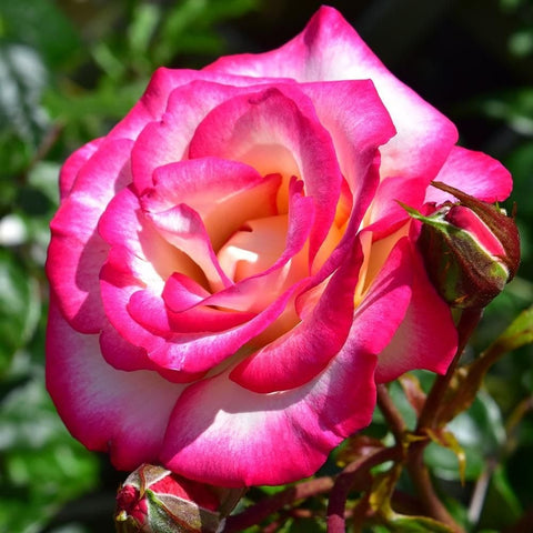 Pink-and-cream rose bloom with layered petals and green buds