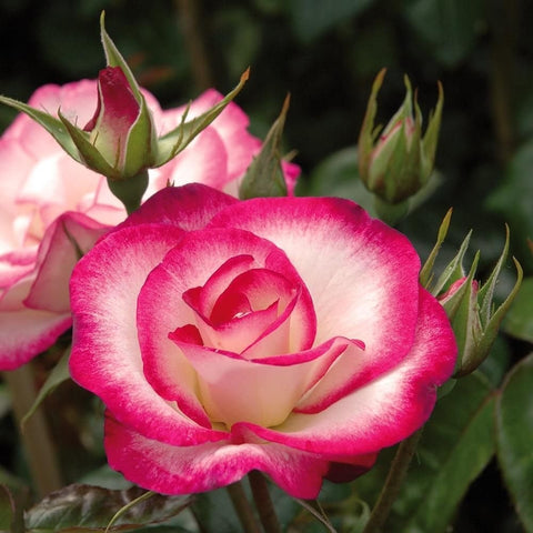 Bright pink rose blossom with green buds on stems