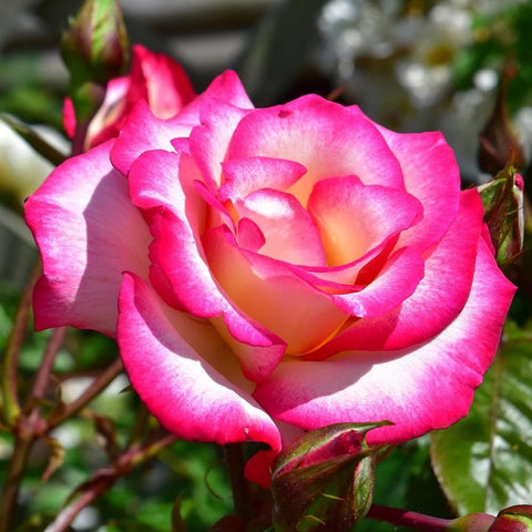 Large pink-and-cream rose blossom with unopened buds nearby
