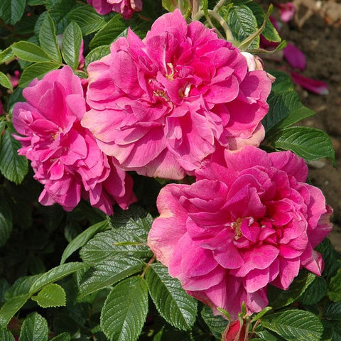 Multiple pink rose blossoms on a leafy shrub with green serrated leaves