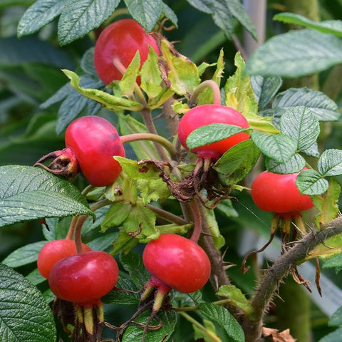 Group of red rose hips with green serrated leaves