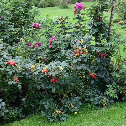 Rose shrub with pink blossoms and colorful red, orange, and yellow fruits
