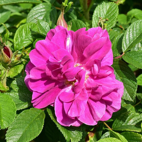 Pink rose blossom with layered petals and bright green serrated leaves